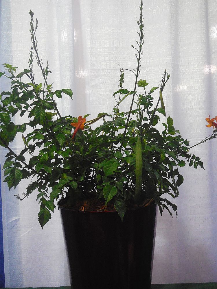 tecomaria-capensis-cape-honeysuckle