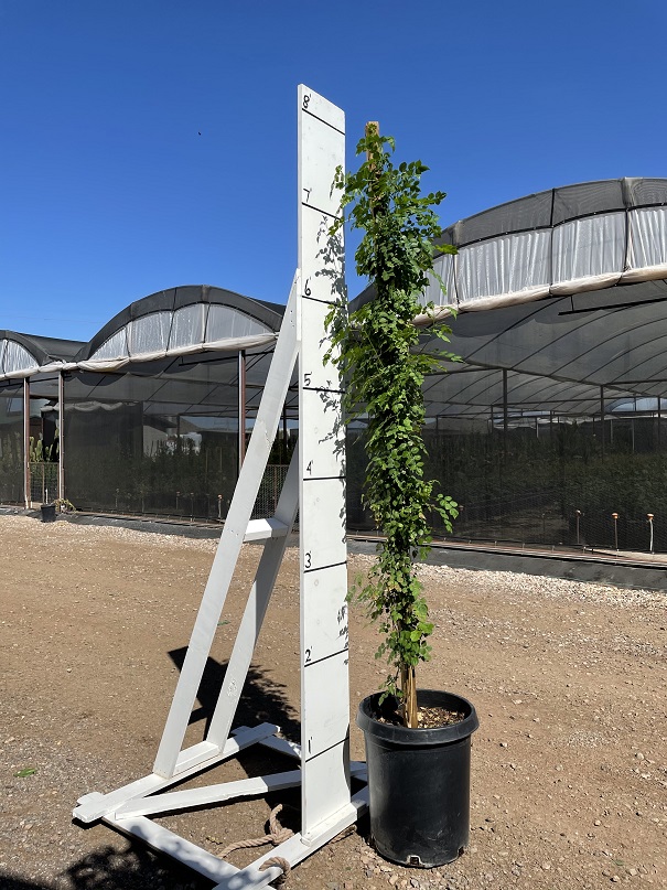 tecomaria-capensis-cape-honeysuckle