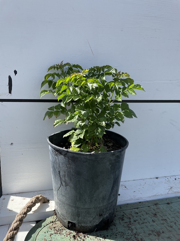 tecomaria-capensis-cape-honeysuckle
