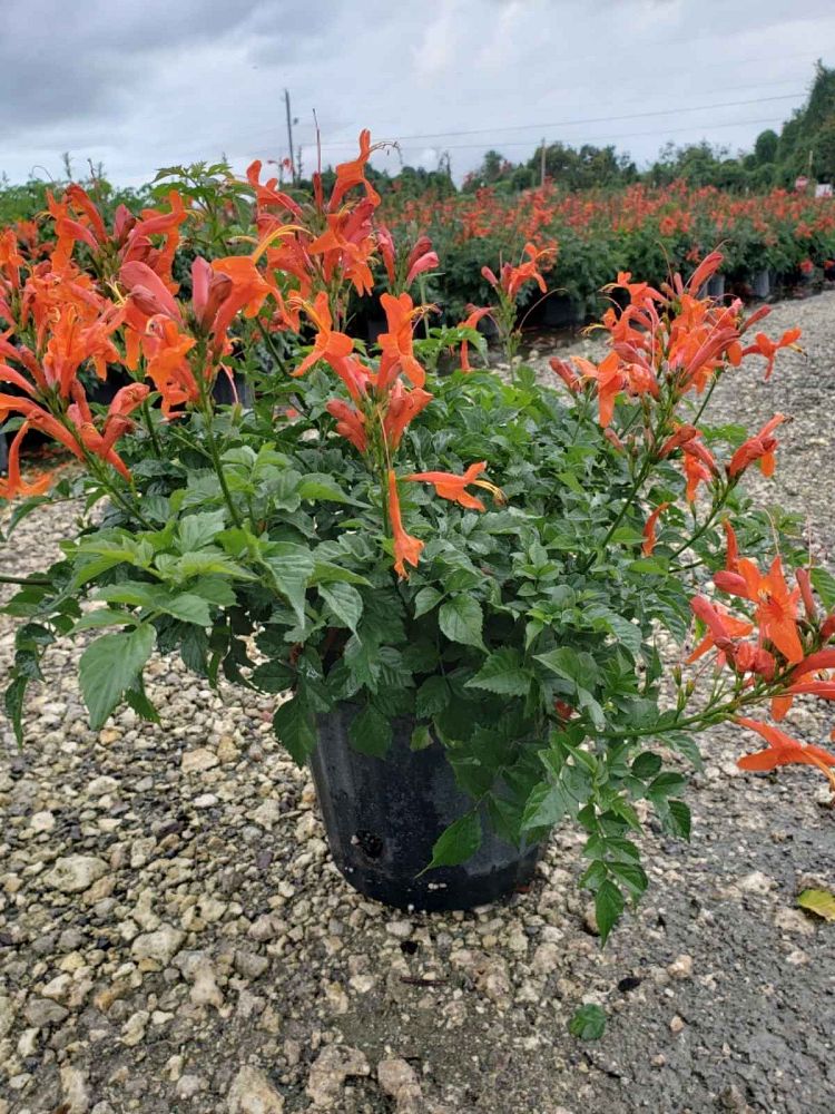 tecomaria-capensis-cape-honeysuckle