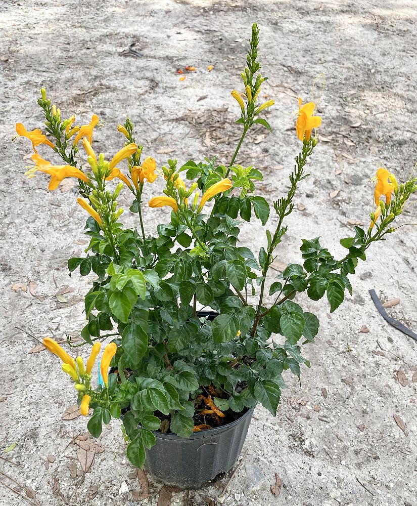 tecomaria-capensis-cape-honeysuckle