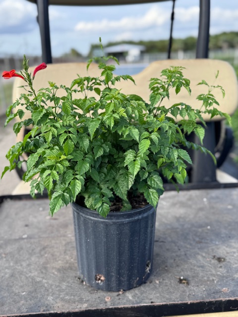 tecomaria-capensis-cape-honeysuckle