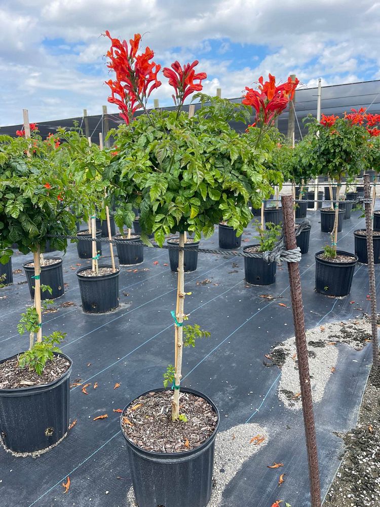 tecomaria-capensis-cape-honeysuckle
