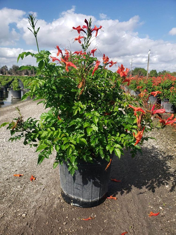 tecomaria-capensis-cape-honeysuckle