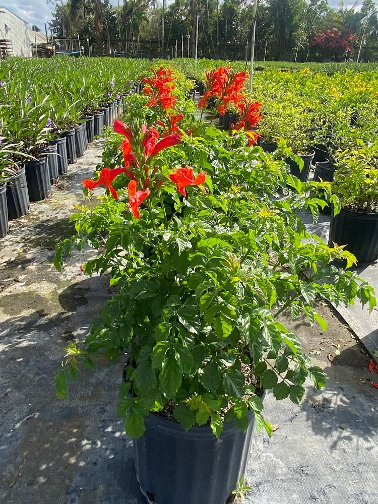 tecomaria-capensis-cape-honeysuckle