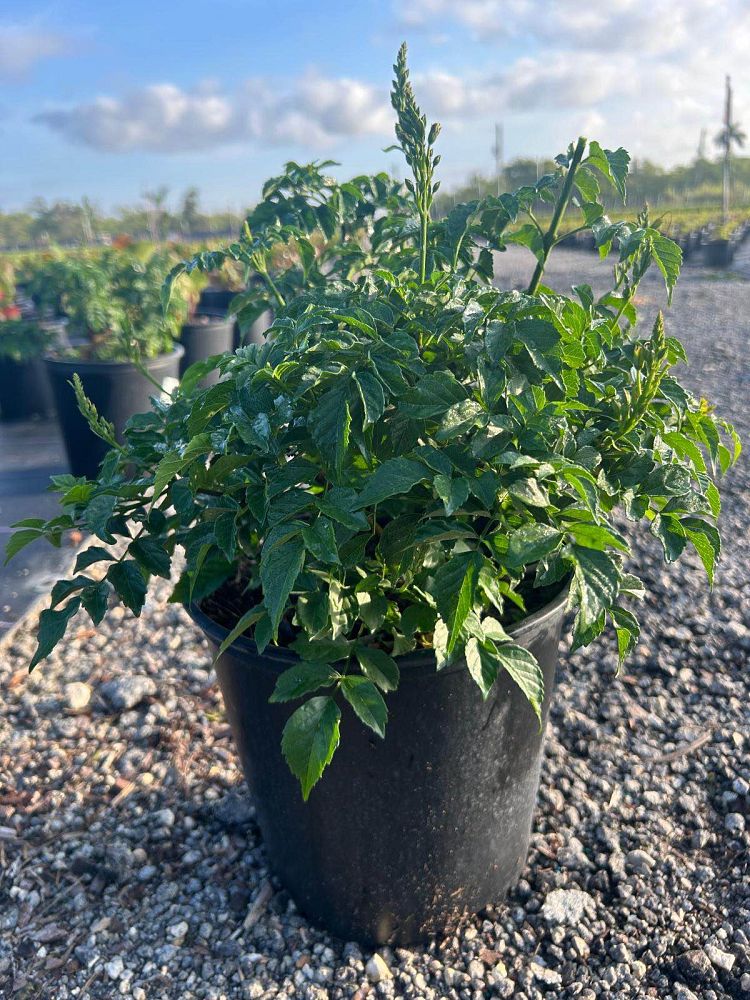 tecomaria-capensis-cape-honeysuckle