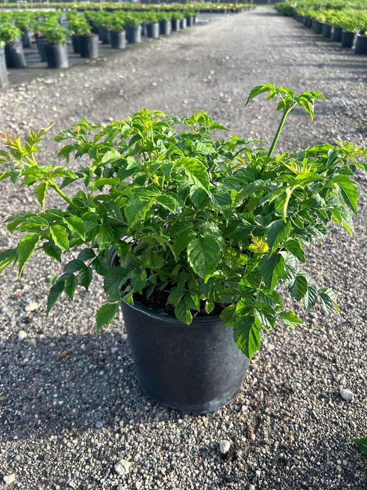 tecomaria-capensis-cape-honeysuckle