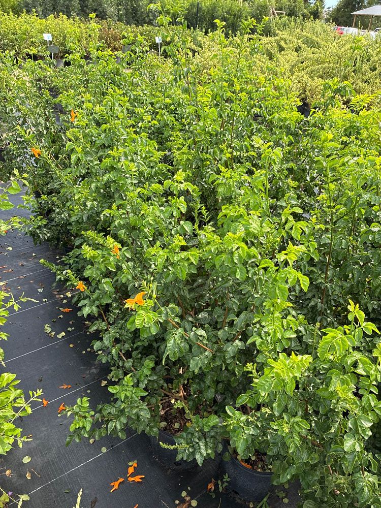 tecomaria-capensis-cape-honeysuckle
