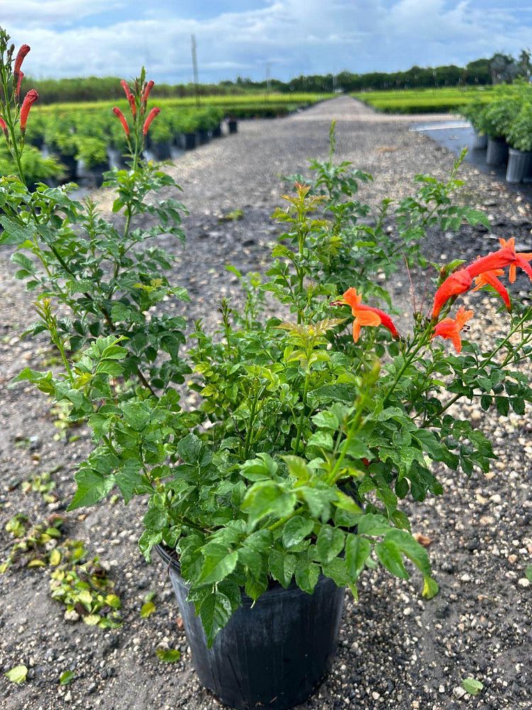 tecomaria-capensis-cape-honeysuckle
