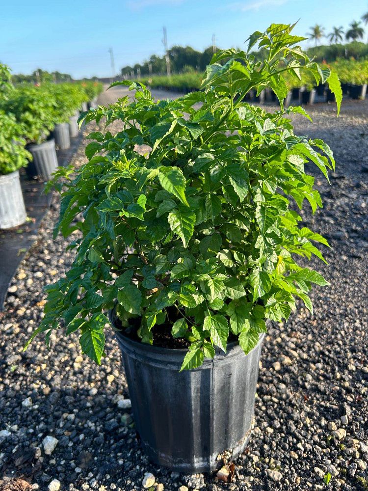 tecomaria-capensis-cape-honeysuckle