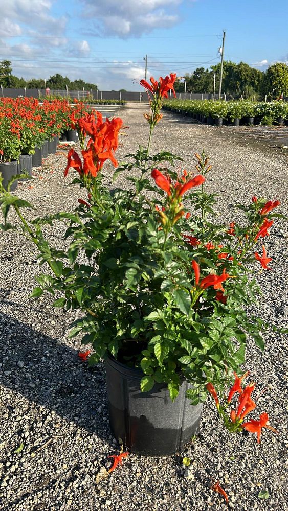 tecomaria-capensis-cape-honeysuckle