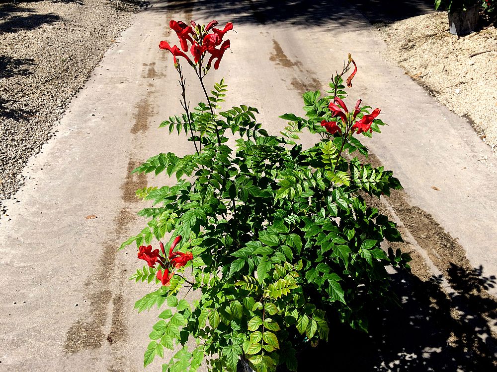 tecomaria-capensis-red-cape-honeysuckle
