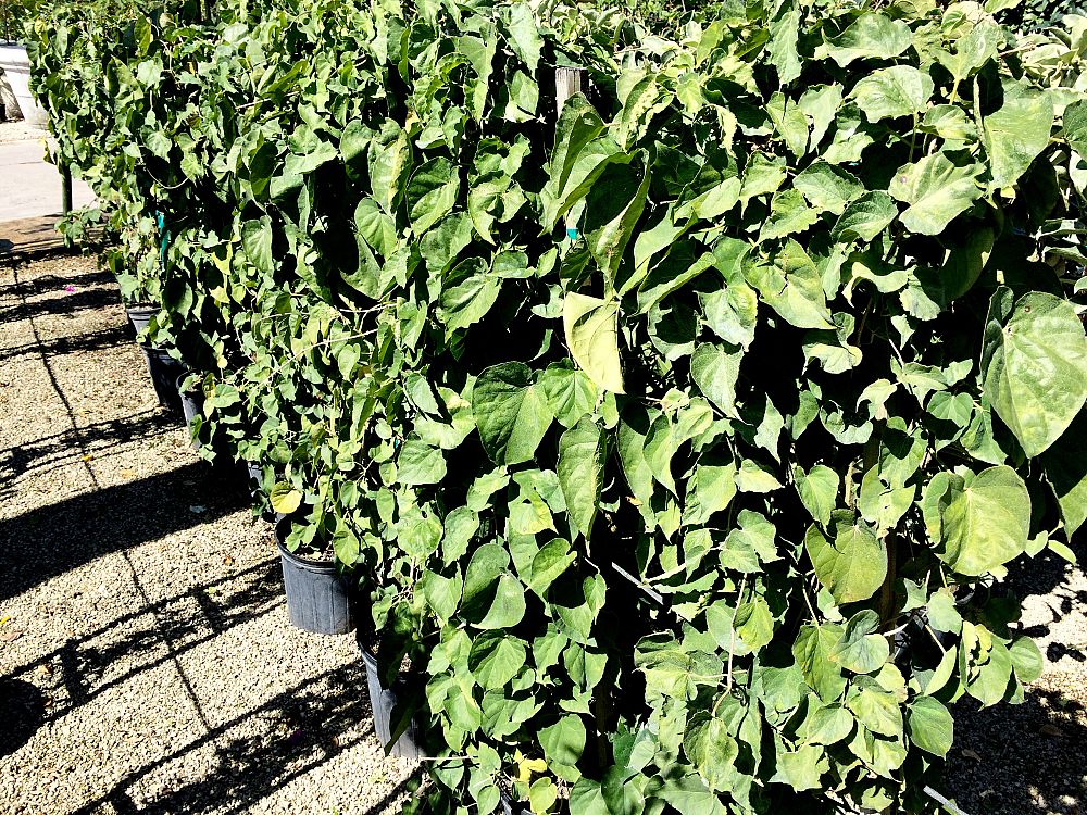 telosma-cordata-cowslip-creeper-tonkin-jasmine-pakalana-vine