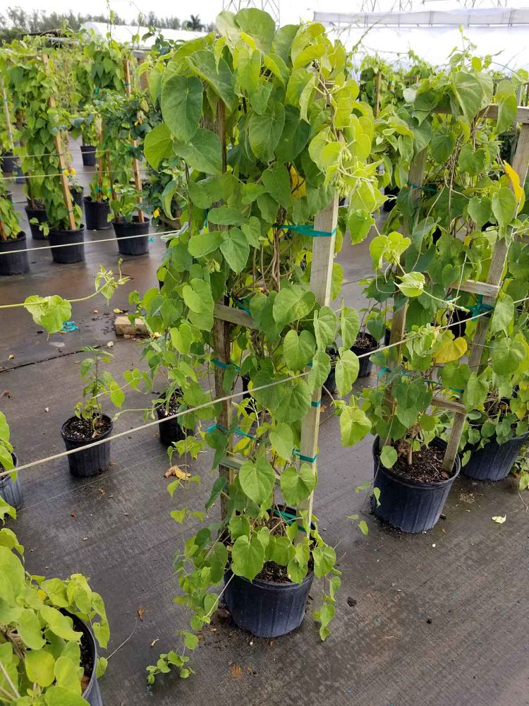 telosma-cordata-cowslip-creeper-tonkin-jasmine-pakalana-vine