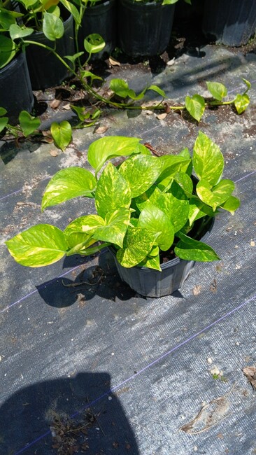 telosma-cordata-cowslip-creeper-tonkin-jasmine-pakalana-vine
