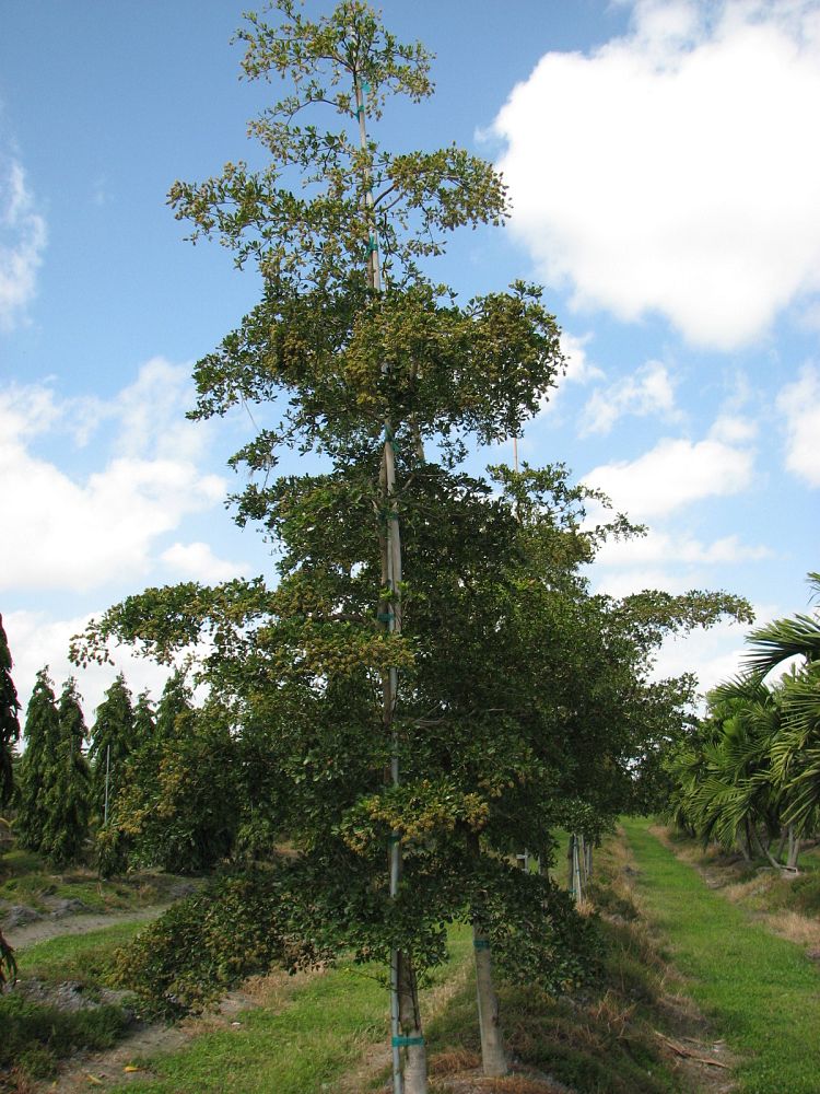 terminalia-buceras-oxhorn-bucida-shady-lady-black-olive-tree