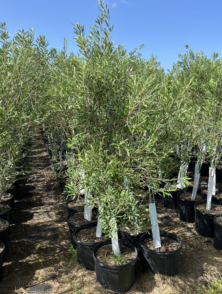terminalia-buceras-oxhorn-bucida-shady-lady-black-olive-tree