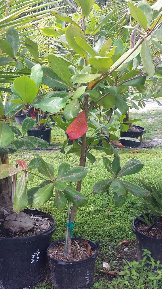 terminalia-catappa-tropical-almond