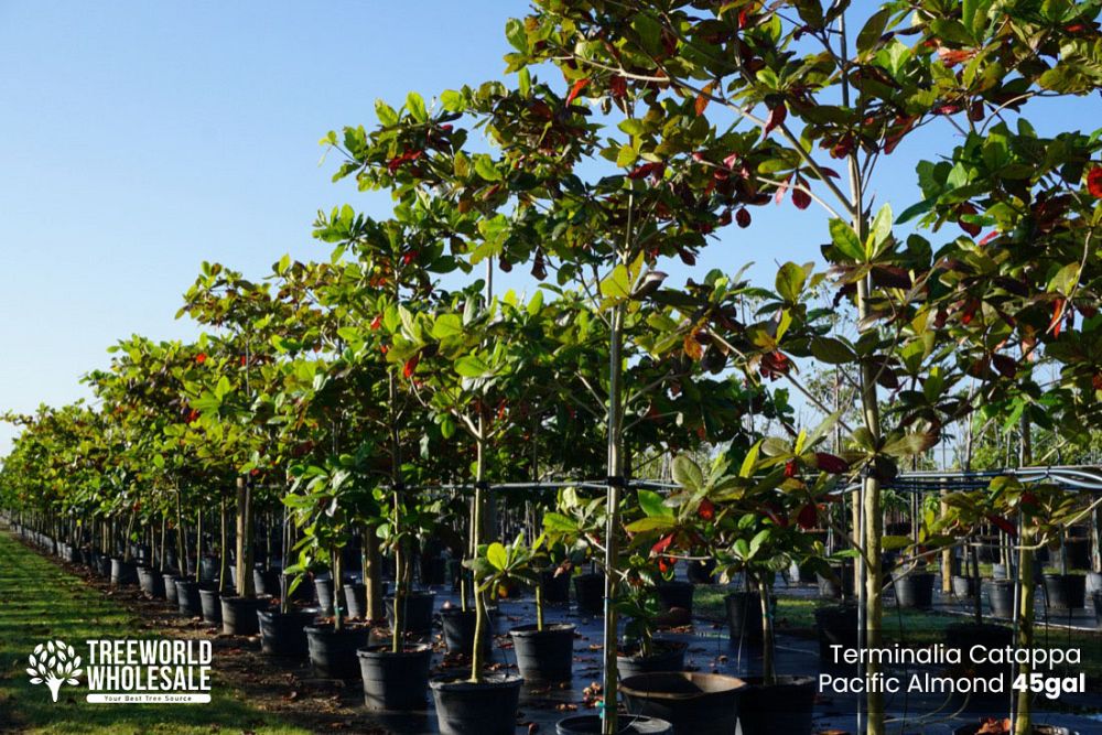terminalia-catappa-tropical-almond