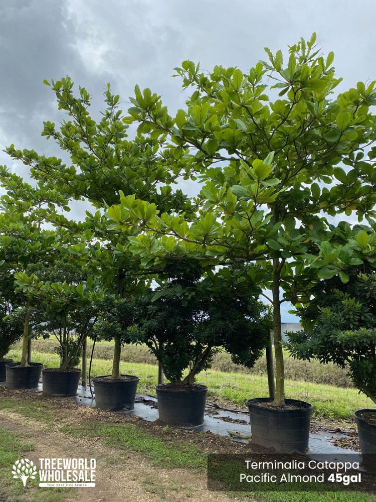 terminalia-catappa-tropical-almond