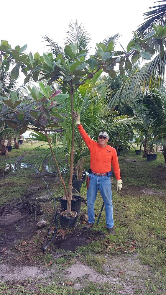 terminalia-catappa-tropical-almond