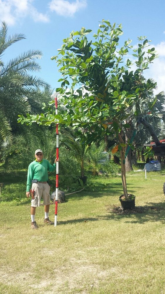 terminalia-catappa-tropical-almond