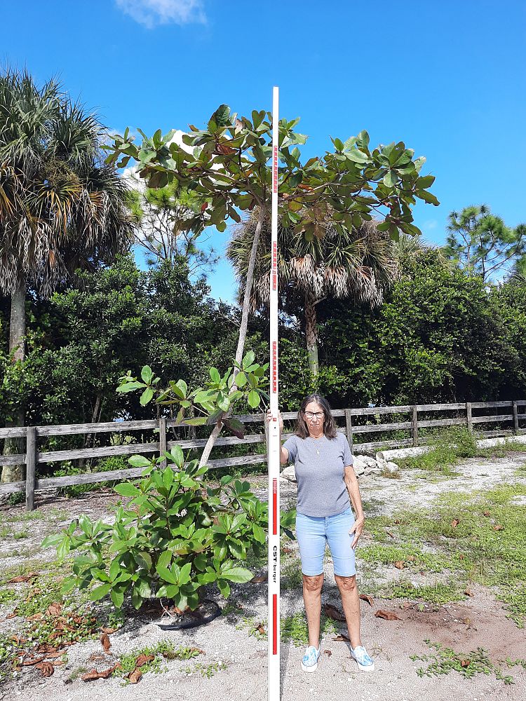 terminalia-catappa-tropical-almond