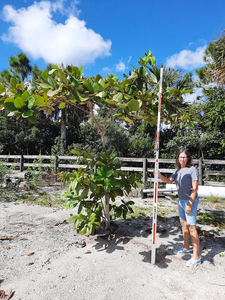 terminalia-catappa-tropical-almond