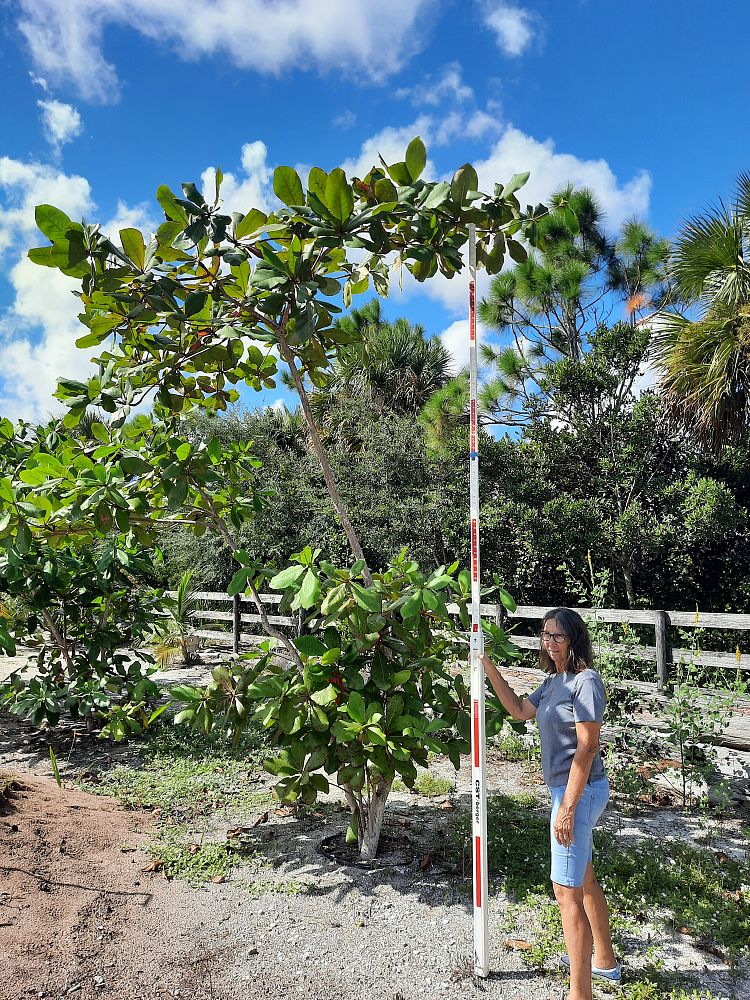 terminalia-catappa-tropical-almond