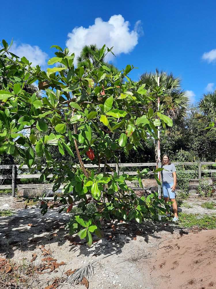 terminalia-catappa-tropical-almond