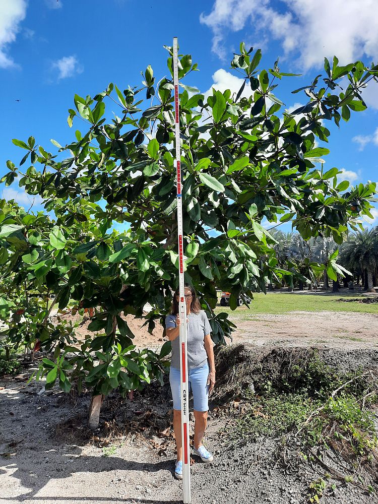terminalia-catappa-tropical-almond