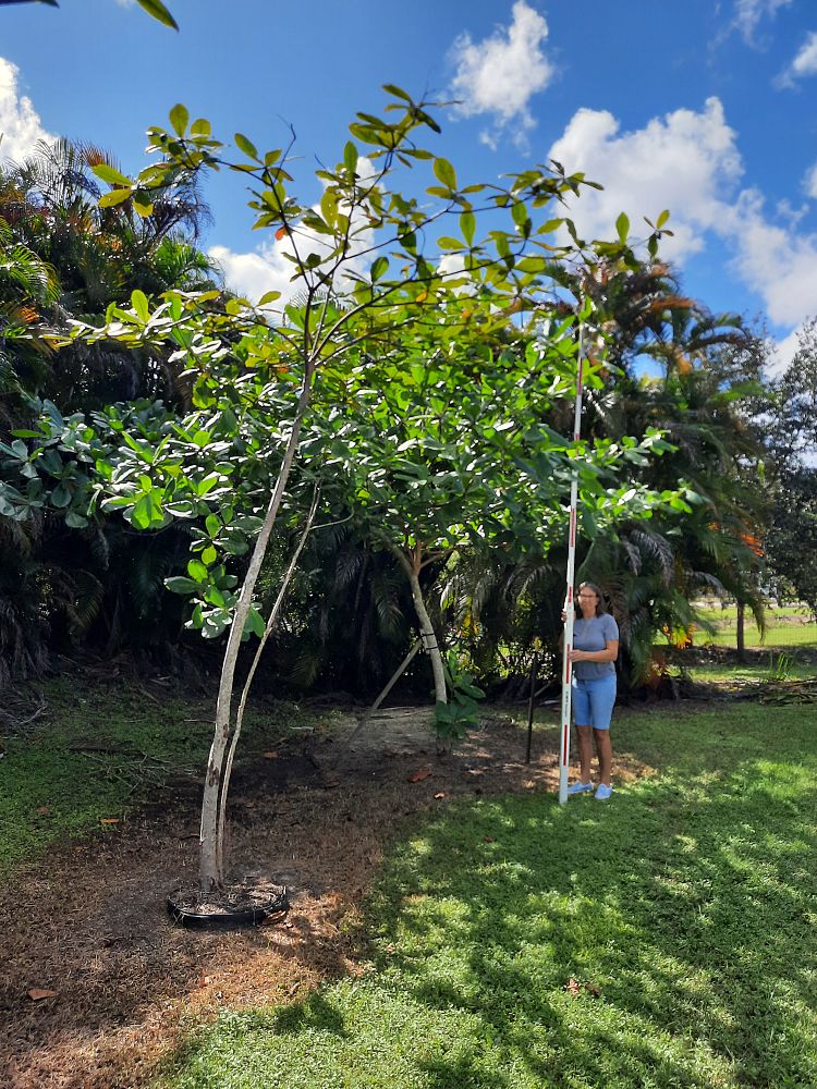 terminalia-catappa-tropical-almond