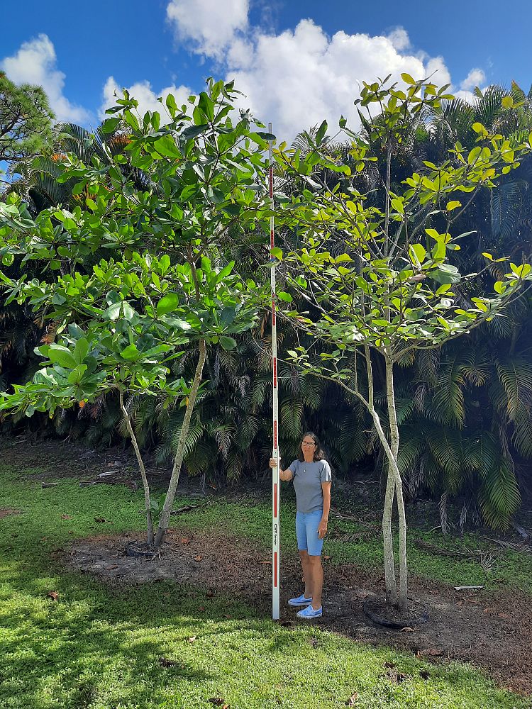 terminalia-catappa-tropical-almond