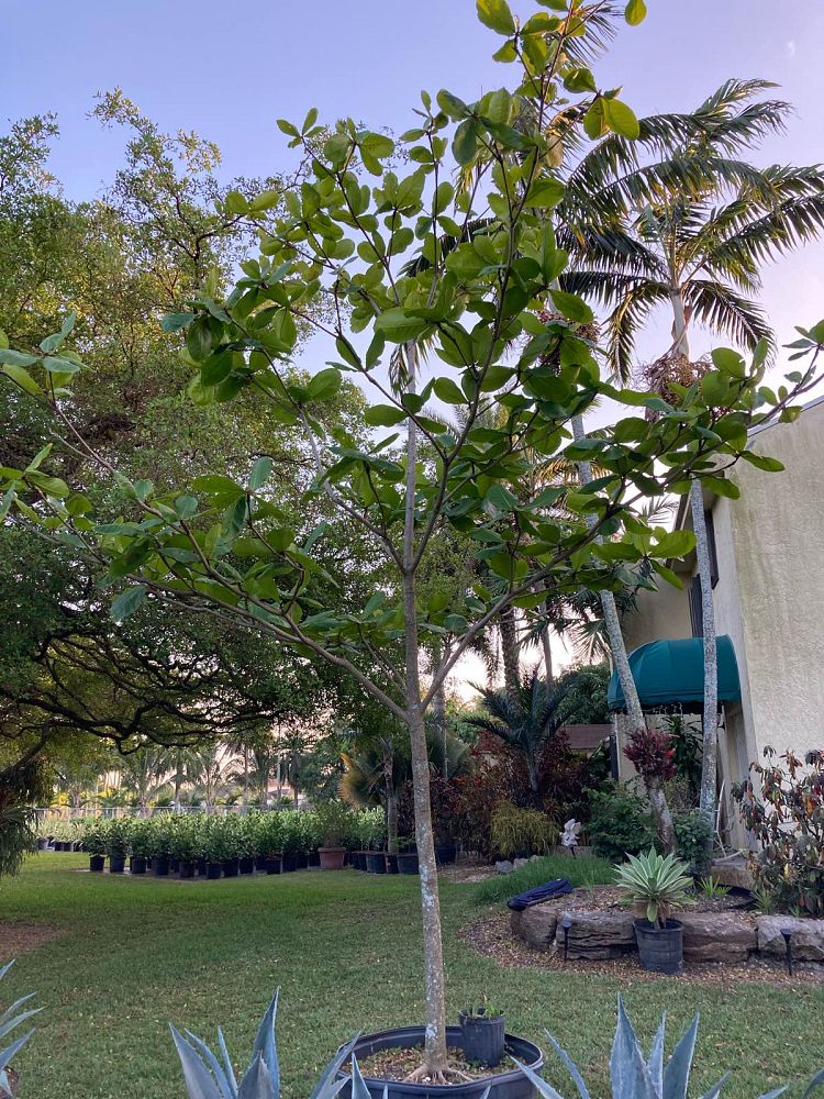 terminalia-catappa-tropical-almond