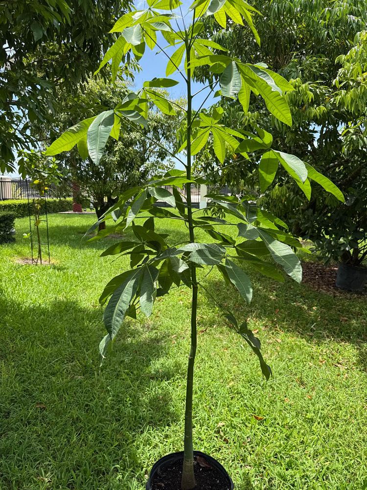 terminalia-catappa-tropical-almond