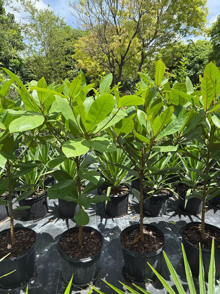 terminalia-catappa-tropical-almond