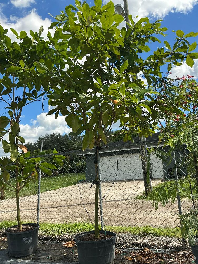 terminalia-tropical-almond