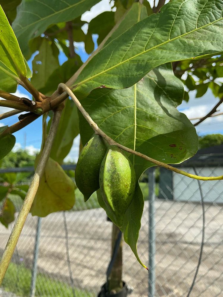 terminalia-tropical-almond