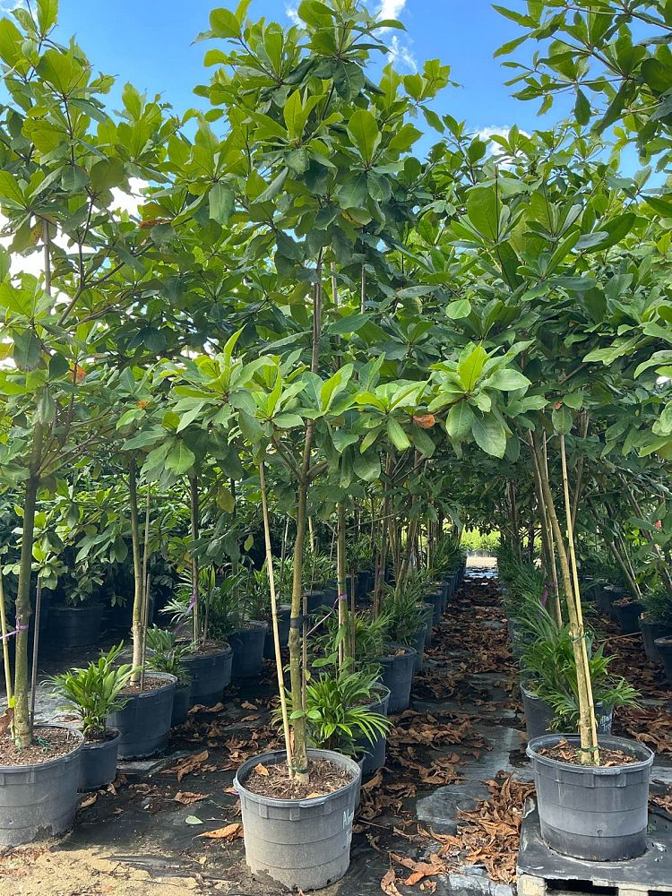 terminalia-tropical-almond