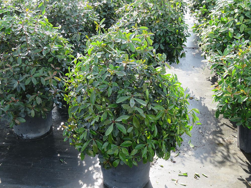 ternstroemia-gymnanthera-japanese-cleyera
