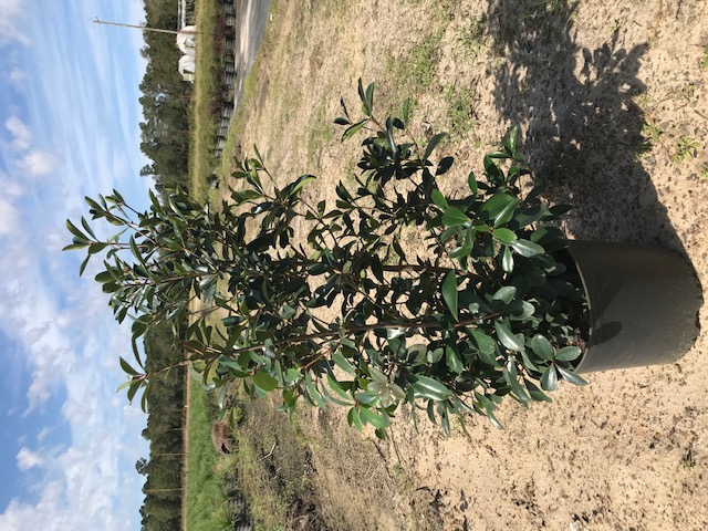ternstroemia-gymnanthera-japanese-cleyera