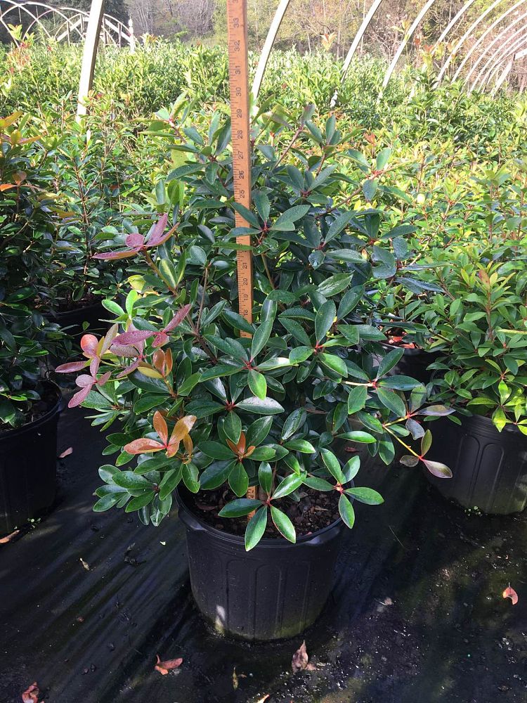 ternstroemia-gymnanthera-japanese-cleyera