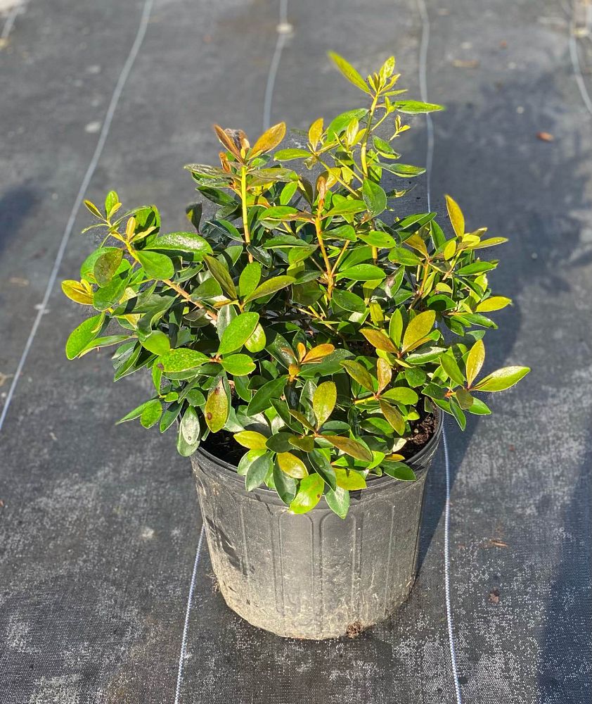 ternstroemia-gymnanthera-japanese-cleyera