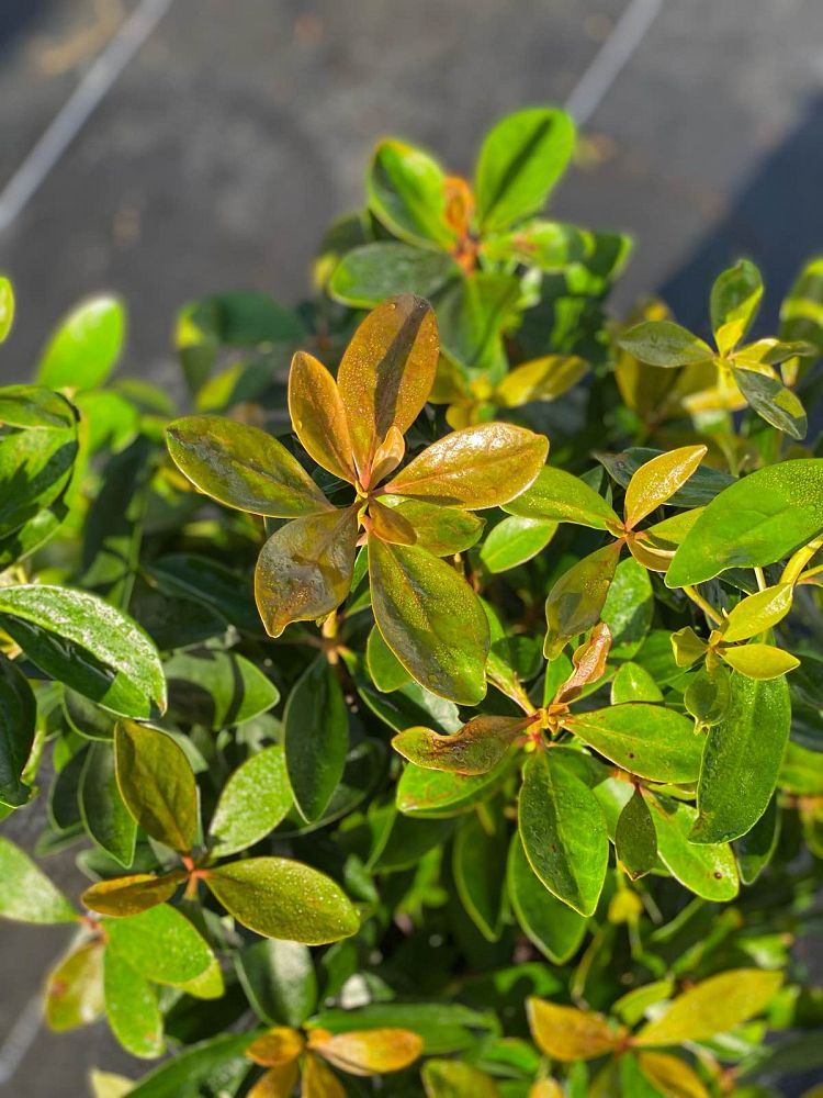 ternstroemia-gymnanthera-japanese-cleyera