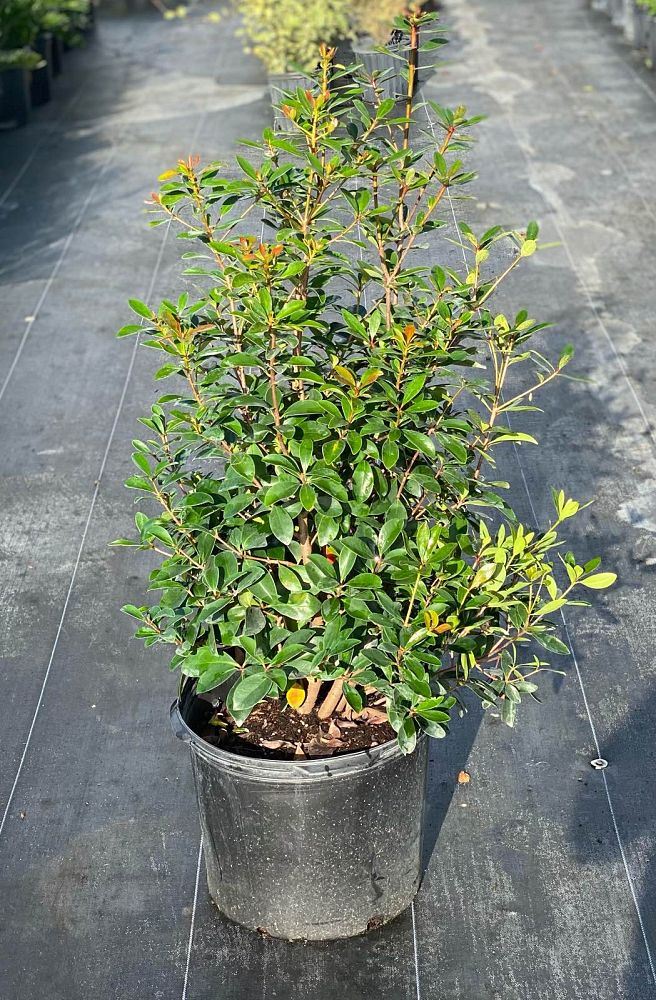 ternstroemia-gymnanthera-japanese-cleyera