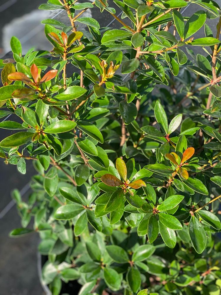 ternstroemia-gymnanthera-japanese-cleyera