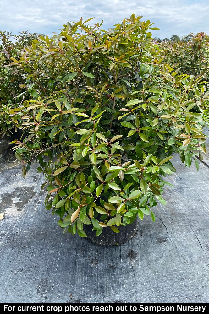 ternstroemia-gymnanthera-japanese-cleyera