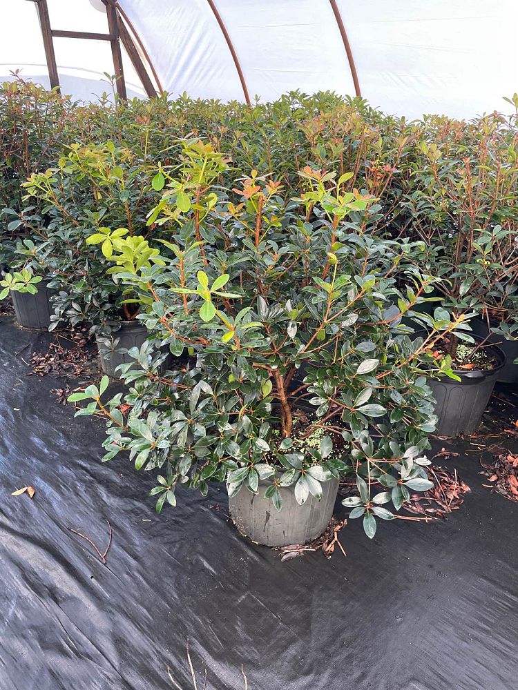ternstroemia-gymnanthera-japanese-cleyera