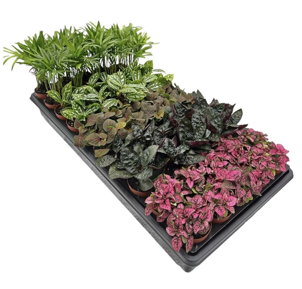 terrarium-plants