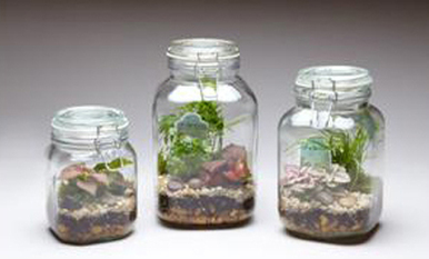 terrarium